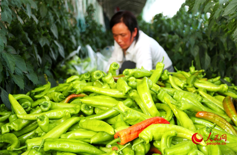 Уезд Цисянь в Хэнани активно развивает овощеводство