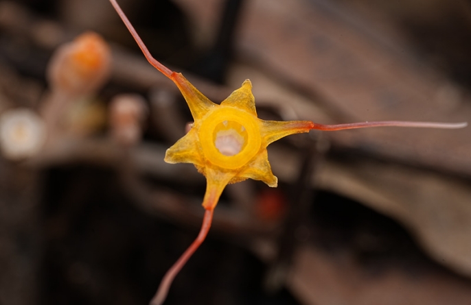На острове Хайнань обнаружен редкий вид растений из семейства тисмиевых