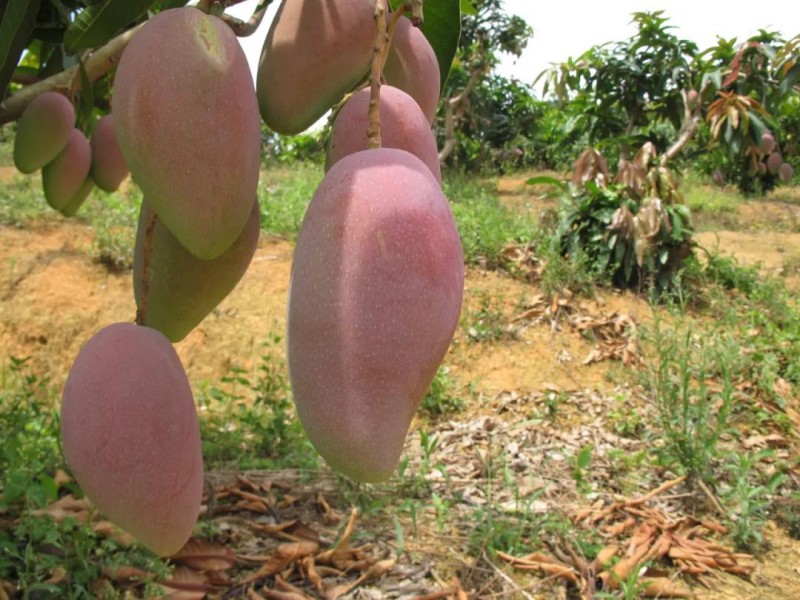 Город Байсэ является лидером в Китае по производству манго