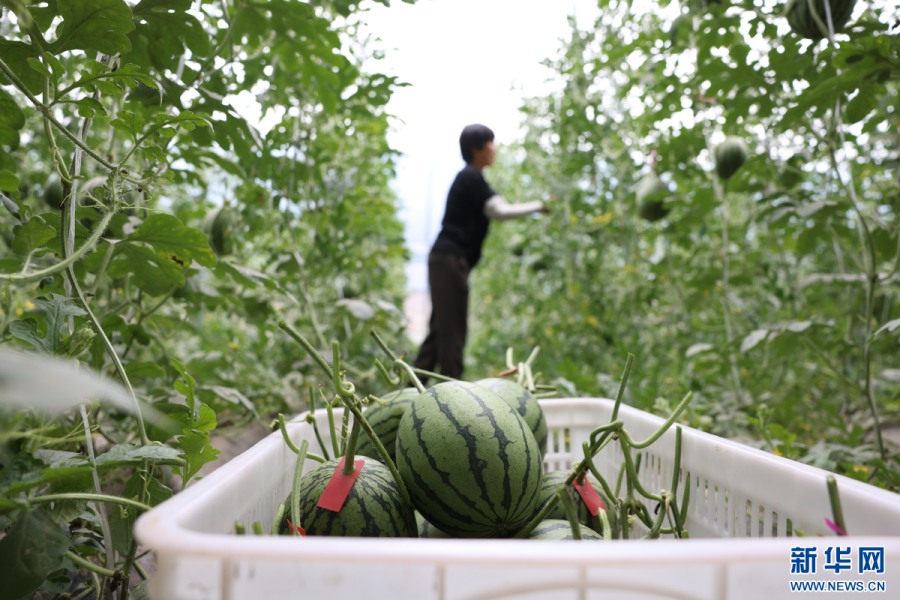 На севере Китая развивают шпалерное выращивание арбузов