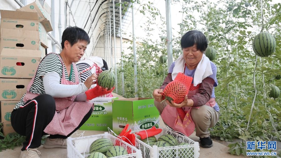 На севере Китая развивают шпалерное выращивание арбузов