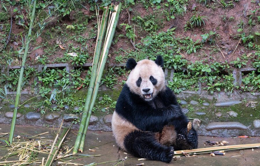 18 апреля 2024 года, большая панда по кличке Юньчуань на базе Бифэнся Китайского центра по исследованию и охране больших панд, расположенной в городе Яань провинции Сычуань на юго-западе Китая. /Фото: Синьхуа/