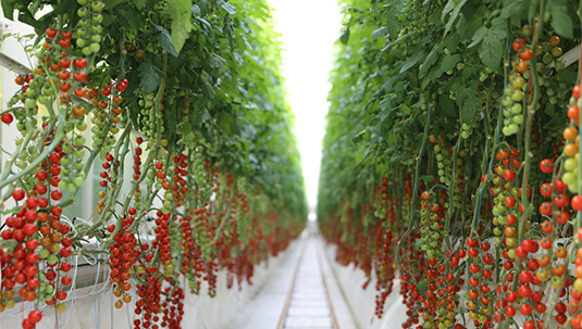 В «умной» теплице на с/х базе в Синьцзяне применяют цифровые технологии для выращивания помидоров