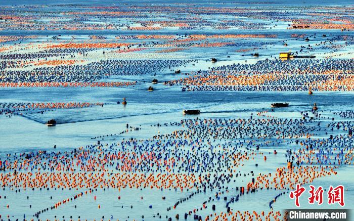 В провинции Фуцзянь начался сезон сбора морских ушек