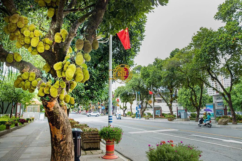 Необычные зеленые насаждения в городах провинции Юньнань