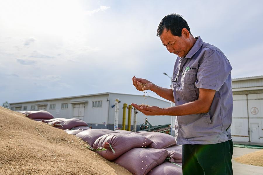 9 июля 2024 года, сотрудник проверяет недавно собранную пшеницу на складе одной из компаний по производству зерна и масла уезда Цитай Чанцзи-Хуэйского автономного округа Синьцзян-Уйгурского автономного района /Северо-Западный Китай/. /Фото: Синьхуа/ 