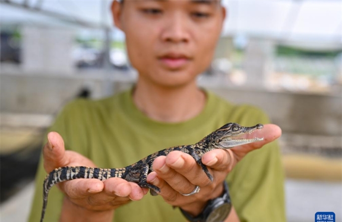 «Крокодиловый поселок» в Хайнане