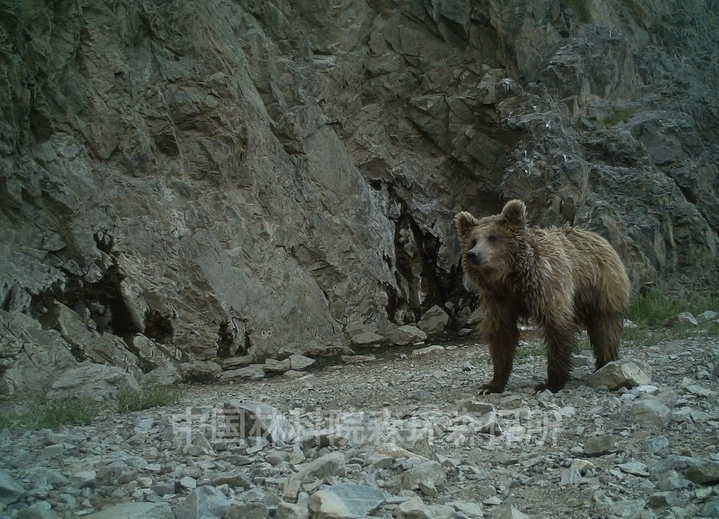 В Китае впервые обнаружен гобийский бурый медведь