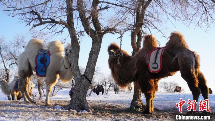 На севере Китая провели конкурс красоты среди верблюдов