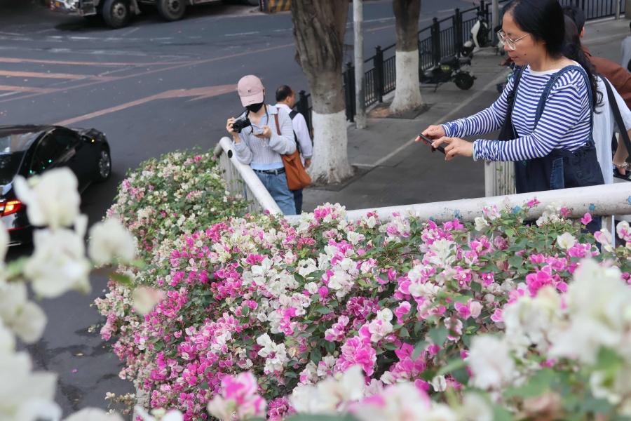 В Гуанчжоу пешеходные мосты превращаются в «цветочные галереи»