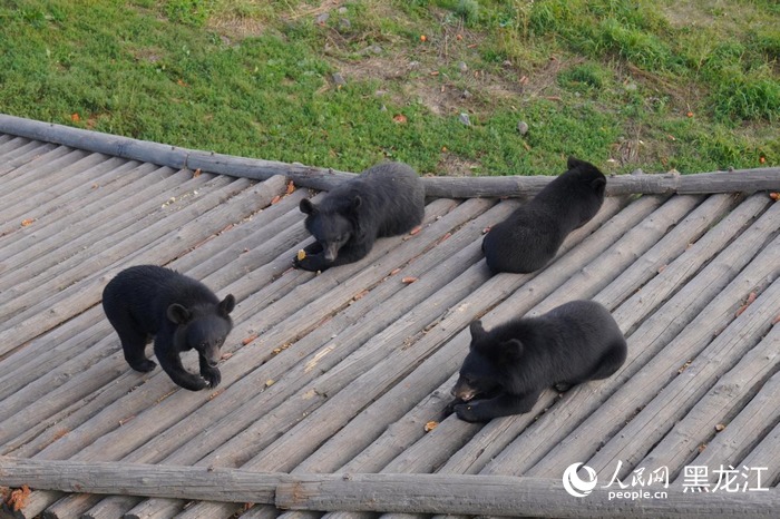 Остров Хэйсяцзы – туристический магнит на северо-восточных рубежах Китая