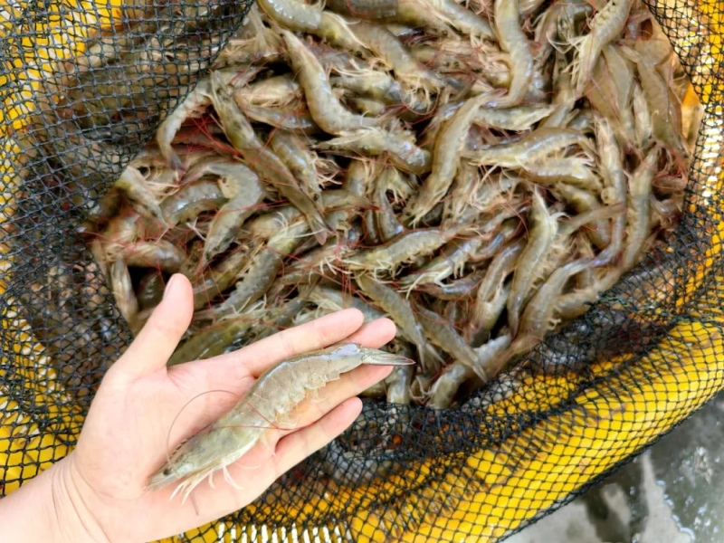 Синьцзян наращивает поставки морепродуктов к празднику Середины осени