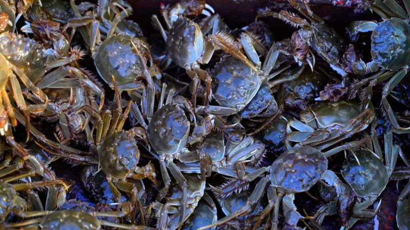 Синьцзян наращивает поставки морепродуктов к празднику Середины осени