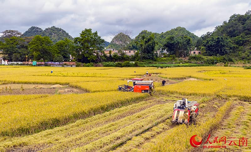 Китайский уезд Гуаннань собирает урожай знаменитого риса «Бабао»