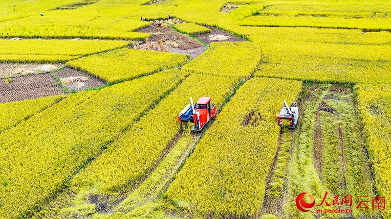 Китайский уезд Гуаннань собирает урожай знаменитого риса «Бабао»