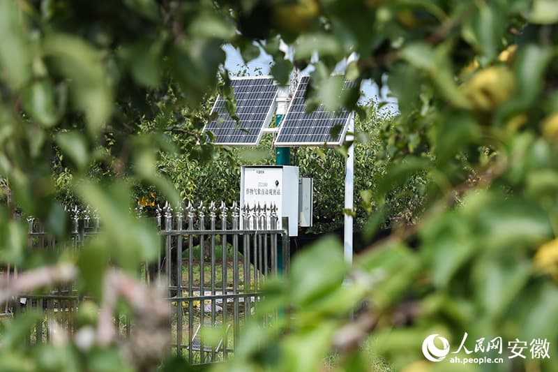 Груша стала основой процветания китайского уезда Даншань