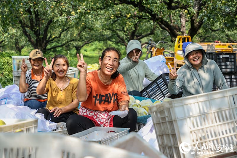 Груша стала основой процветания китайского уезда Даншань