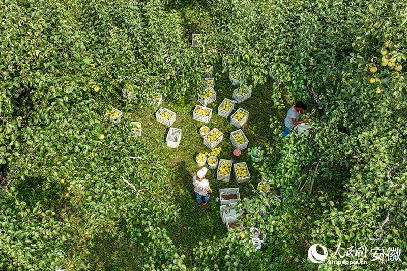 Груша стала основой процветания китайского уезда Даншань