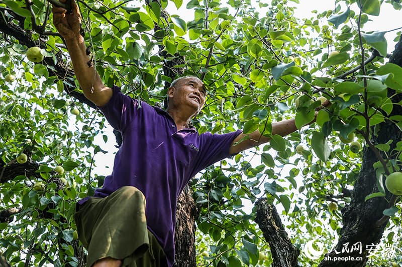 Груша стала основой процветания китайского уезда Даншань
