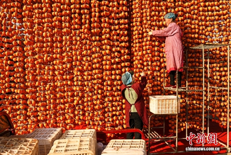 Уезд Фупин – китайский центр производства хурмы