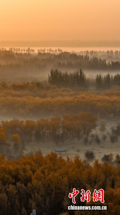 Леса тополей евфратских в бассейне реки Яркенд в Синьцзяне достигли пика своей красоты