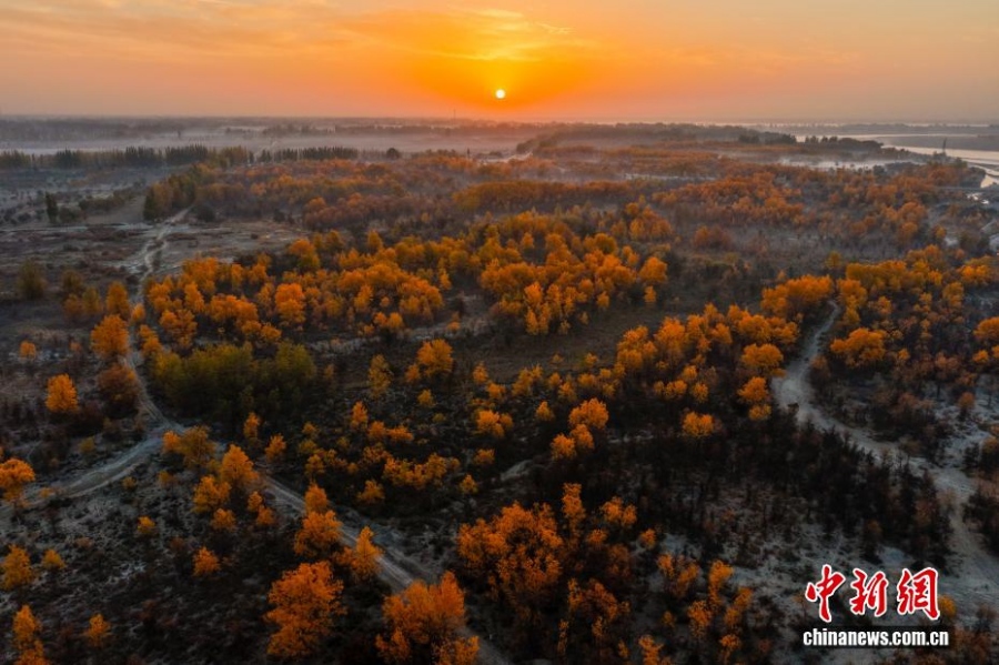 Леса тополей евфратских в бассейне реки Яркенд в Синьцзяне достигли пика своей красоты