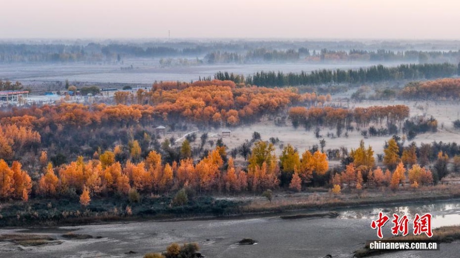 Леса тополей евфратских в бассейне реки Яркенд в Синьцзяне достигли пика своей красоты