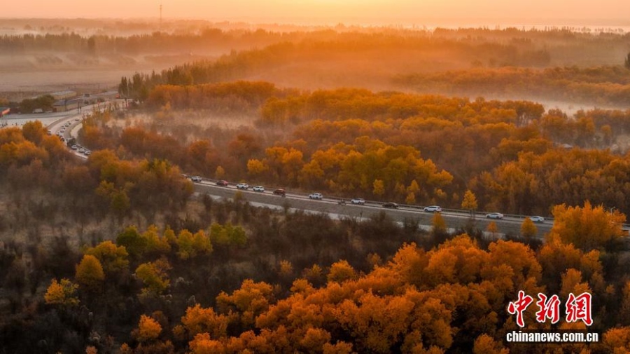 Леса тополей евфратских в бассейне реки Яркенд в Синьцзяне достигли пика своей красоты