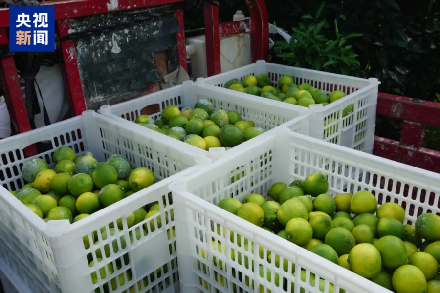 Гибридные мандарины из китайского университета стали хитом онлайн-продаж