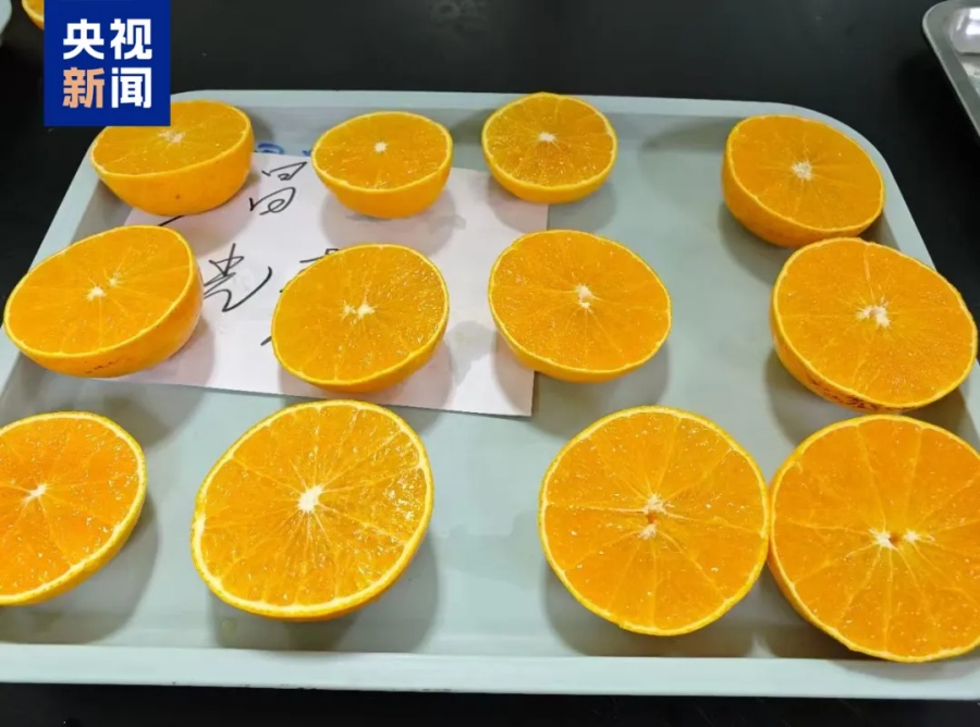 Гибридные мандарины из китайского университета стали хитом онлайн-продаж