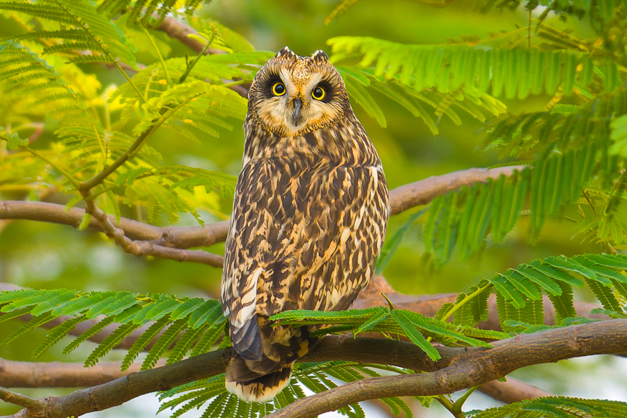 Болотные совы третий год подряд останавливаются в Сямэне