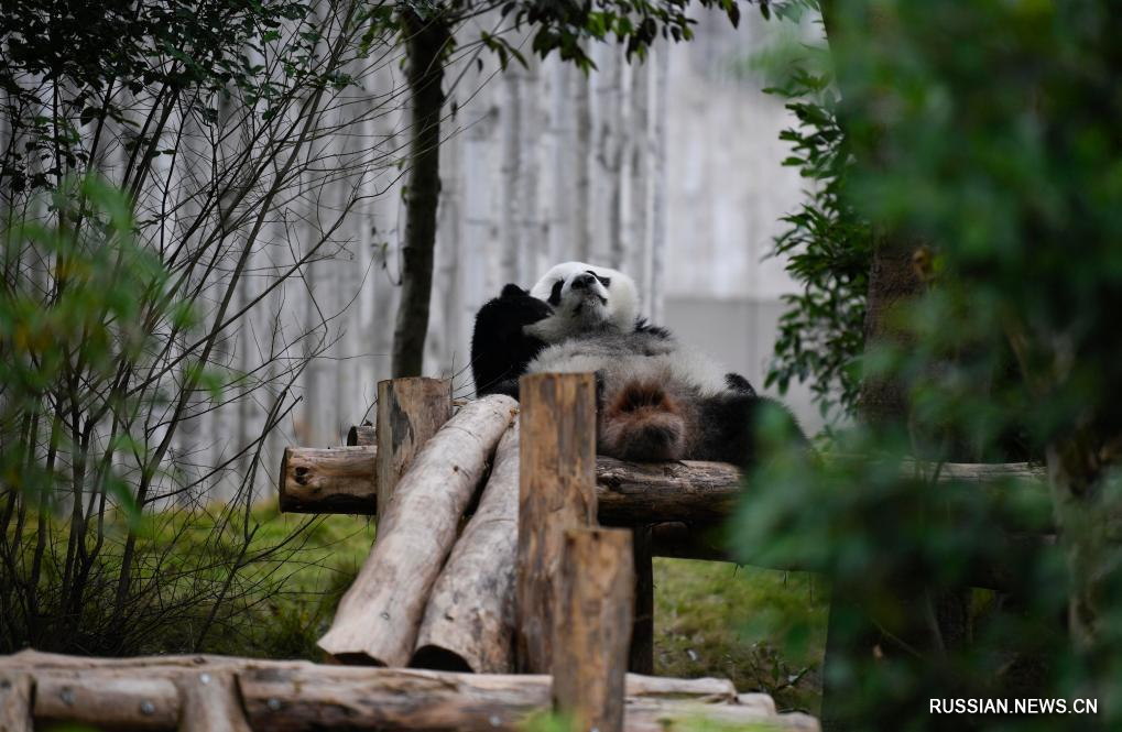 Большие панды на исследовательской базе по разведению больших панд в г. Чэнду