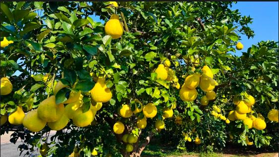 В китайском Мэйчжоу собирают богатый урожай помело