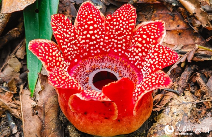 В Юньнане обнаружено редкое алое растение