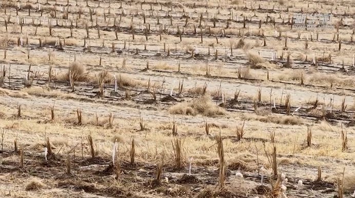 В пустыне Такла-Макан высадят 500 тысяч саженцев