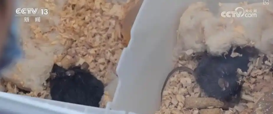 С китайской космической станции доставлена свежая партия образцов для исследований