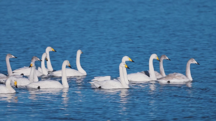Птичий рай на коридоре Хэси Северо-Западного Китая