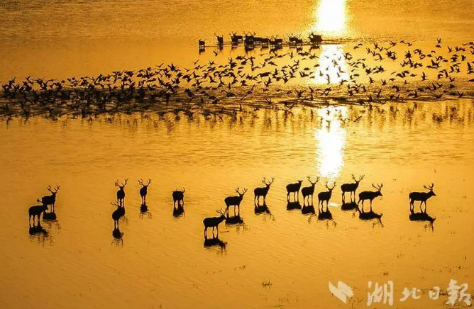40 лет со времени возвращения оленей милу в Китай