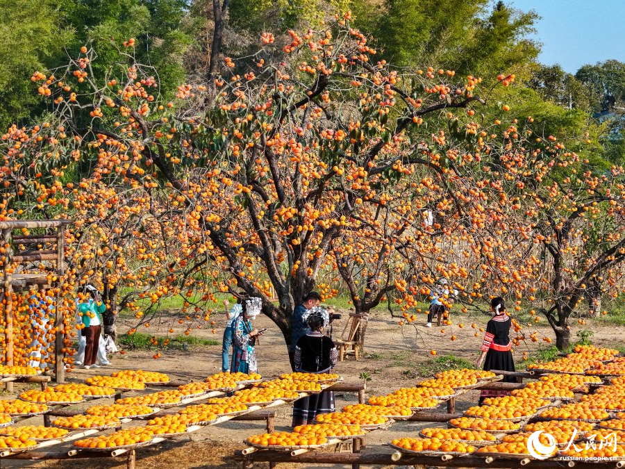 Более миллиона туристов и тысячи тонн экспорта: секрет успеха «хурмовой столицы» Китая