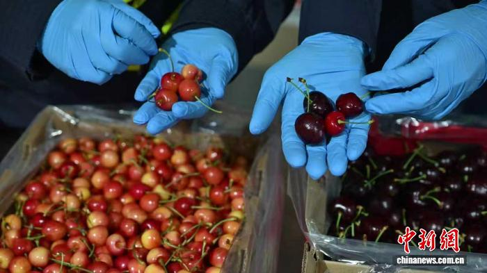 В Китае начался сезон импорта чилийской черешни