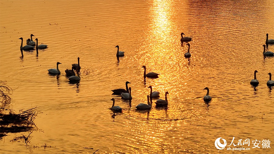 Живописный рассвет: малые лебеди в водно-болотных угодьях провинции Аньхой