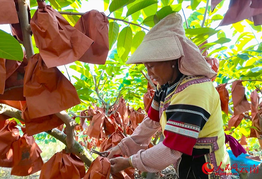 «Мороженое на дереве» в провинции Юньнань делает жизнь местных жителей еще «слаще»