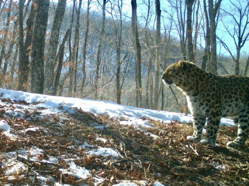 Специальный репортаж: Общее экологическое видение: Китай и Россия объединили усилия для охраны "царя горных лесов"