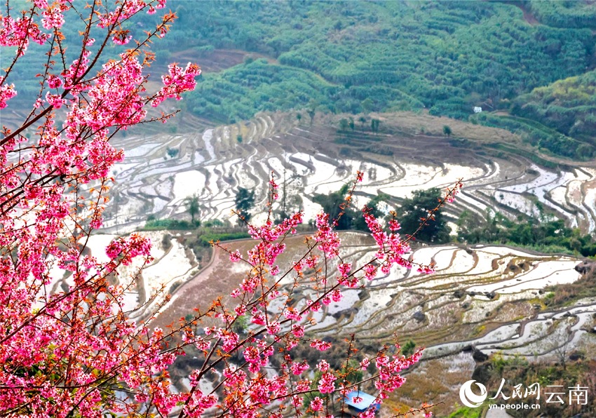 Зимняя сакура расцвела на террасных полях Юньнаня