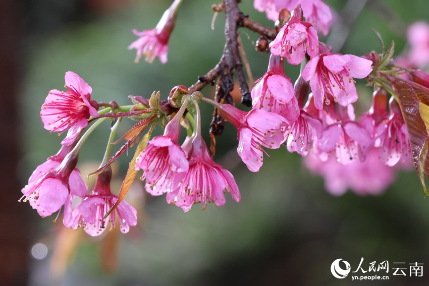 Зимняя сакура расцвела на террасных полях Юньнаня