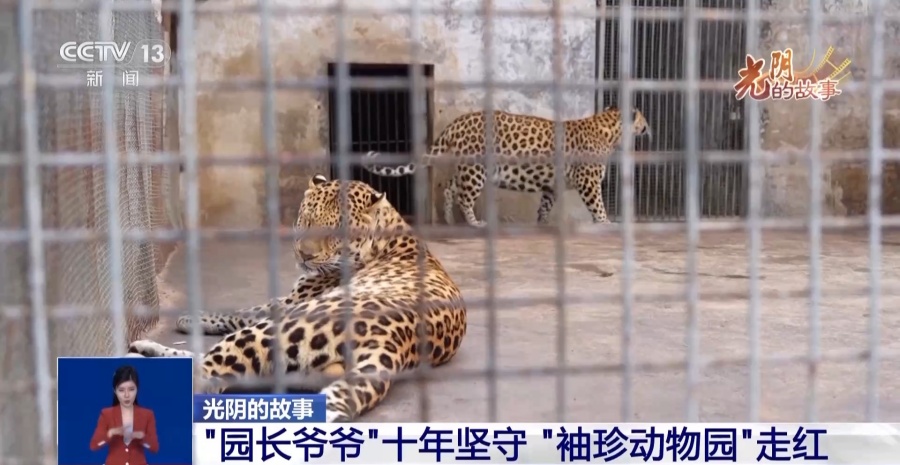 Малоизвестный зоопарк города Кайли стал интернет-сенсацией