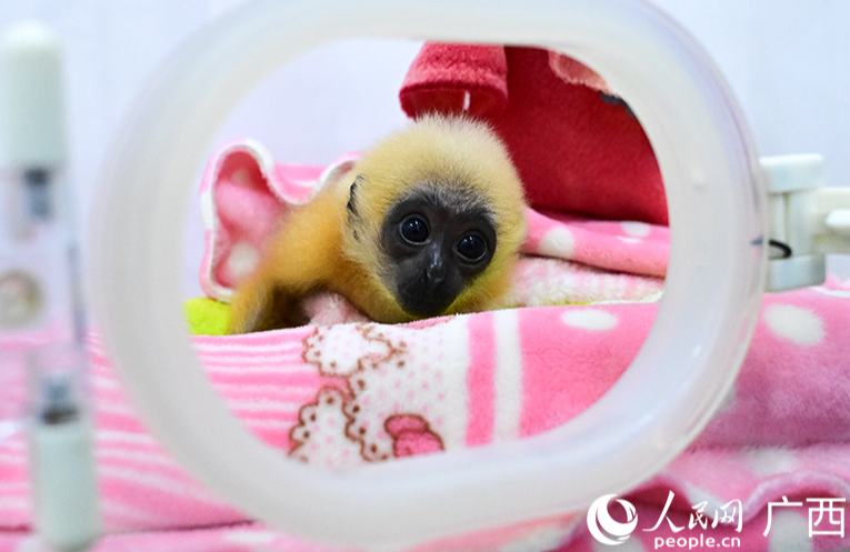 Как животные зимуют в зоопарке Наньнина