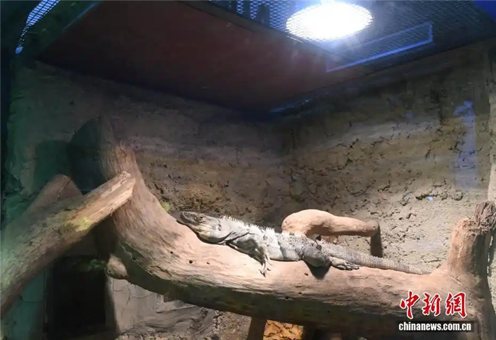 В зоопарке Чунцина введены дополнительные меры по защите животных от холода