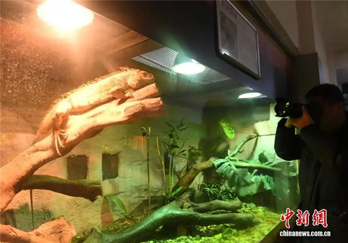 В зоопарке Чунцина введены дополнительные меры по защите животных от холода