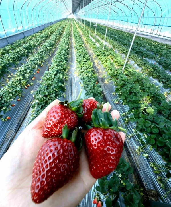 Клубника по 300 юаней за полкило стала хитом в Китае